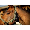 Amigo Headcollar & Leadrope Set