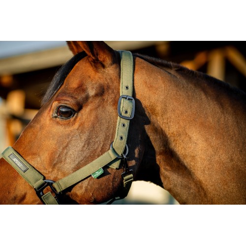 Amigo Headcollar & Leadrope Set