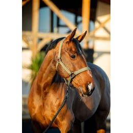 Amigo Headворотник & Leadrope комплект