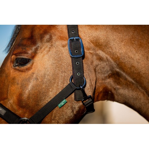 Amigo Headcollar & Leadrope Set