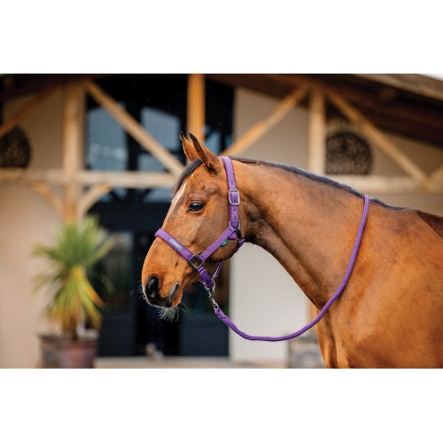 Amigo Headcollar & Leadrope Set