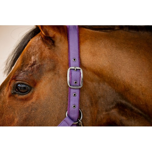 Amigo Headcollar & Leadrope Set