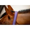 Amigo Headcollar & Leadrope Set