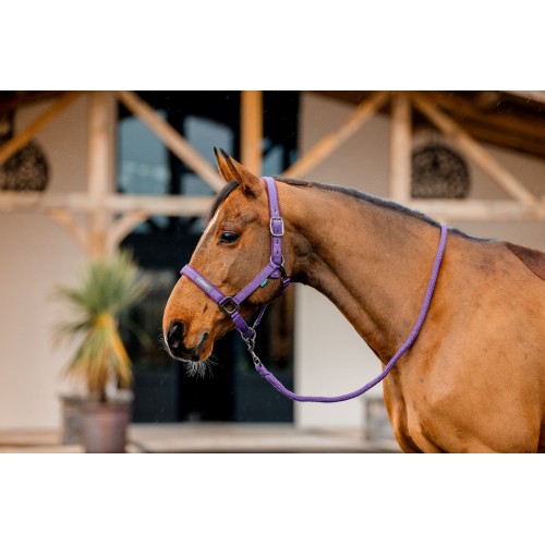 Amigo Headcollar & Leadrope Set