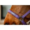 Amigo Headcollar & Leadrope Set