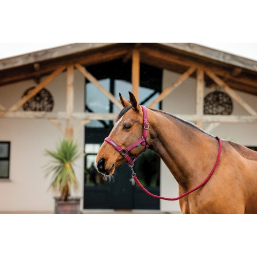 Amigo Headcollar & Leadrope Set