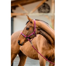 Amigo Headворотник & Leadrope комплект