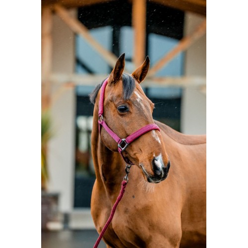 Amigo Headcollar & Leadrope Set
