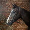 Dyon Bridle with Rope Noseband D Collection