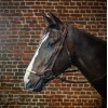 Dyon Bridle with Rope Noseband D Collection