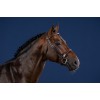 Dyon Hunter Bridle with French Noseband US Collection