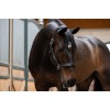 Eskadron Stallion Leather Halter