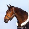 HypoStore Assorted Halter