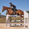 Weatherbeeta Prime Air-Tec Jumping Saddlepad