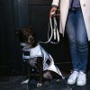 Kentucky Dog Coat Reflective