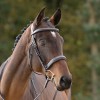 Kavalkade Benita Hunter Bridle