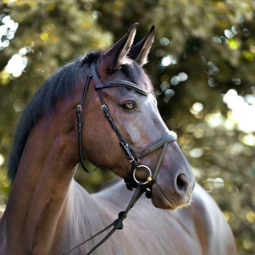 Kavalkade Bridle Cajus