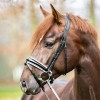 Kavalkade Liliana Bridle