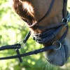 Kavalkade Bitless Bridle Cross Light