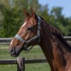 Kingsland SS26 KLLucca Halter and Lead Rope