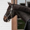 Kentucky Braided Nylon Halter