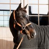 Kentucky Braided Nylon Halter