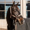 Kentucky Braided Nylon Halter