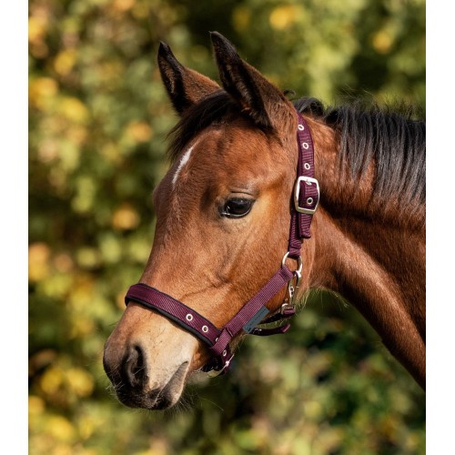 Waldhausen Comfort Foal Halter
