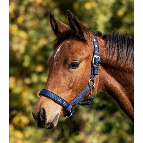 Waldhausen Comfort Foal Halter