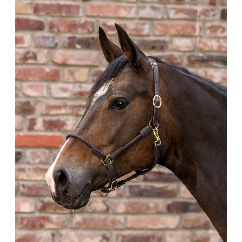 Waldhausen Leather Halter X-Line Nevada