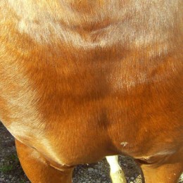 Animaderm Cutene Cream