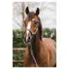 ANKY Halter and Lead Rope Stones ATH23001