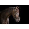F.R.A. Moonlight Bitless Bridle