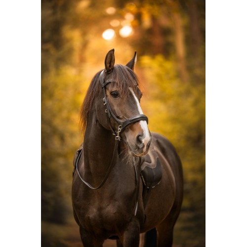 F.R.A. Moonlight Bitless Bridle