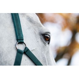 Horseware Headворотник & чомбур
