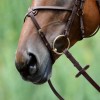 Passier Mexican Noseband