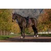 LeMieux AW25 Essence Dressage Saddle Pad Damson