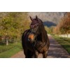 LeMieux AW25 Essence Fly Hood Damson