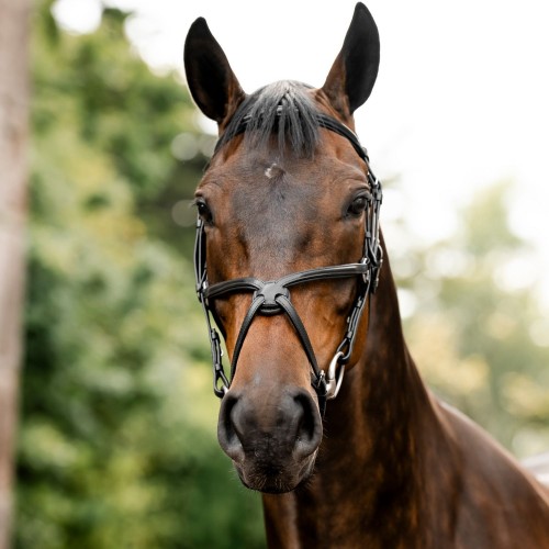 Horseware Figure 8 Grackle Bridle