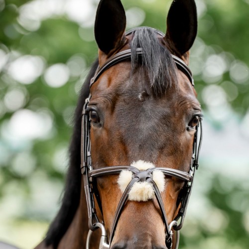 Horseware Figure 8 Grackle Bridle