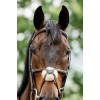 Horseware Figure 8 Grackle Bridle
