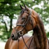 Horseware Figure 8 Grackle Bridle