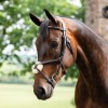 Horseware Figure 8 Grackle Bridle