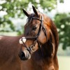 Horseware Figure 8 Grackle Bridle