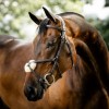 Horseware Figure 8 Grackle Bridle