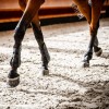 Horseware Classic Tendon Boots