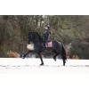 Equestrian Stockholm x HypoStore Velvet Lush Bloom Dressage Saddle Pad