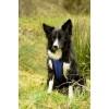Back on Track Cool on Track Dog Harness