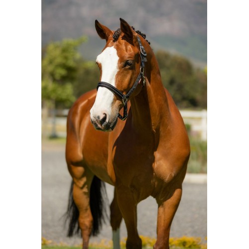 LeMieux CORE Essential Yard Headcollar