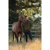 LeMieux CORE Men's Hoodie Alpine